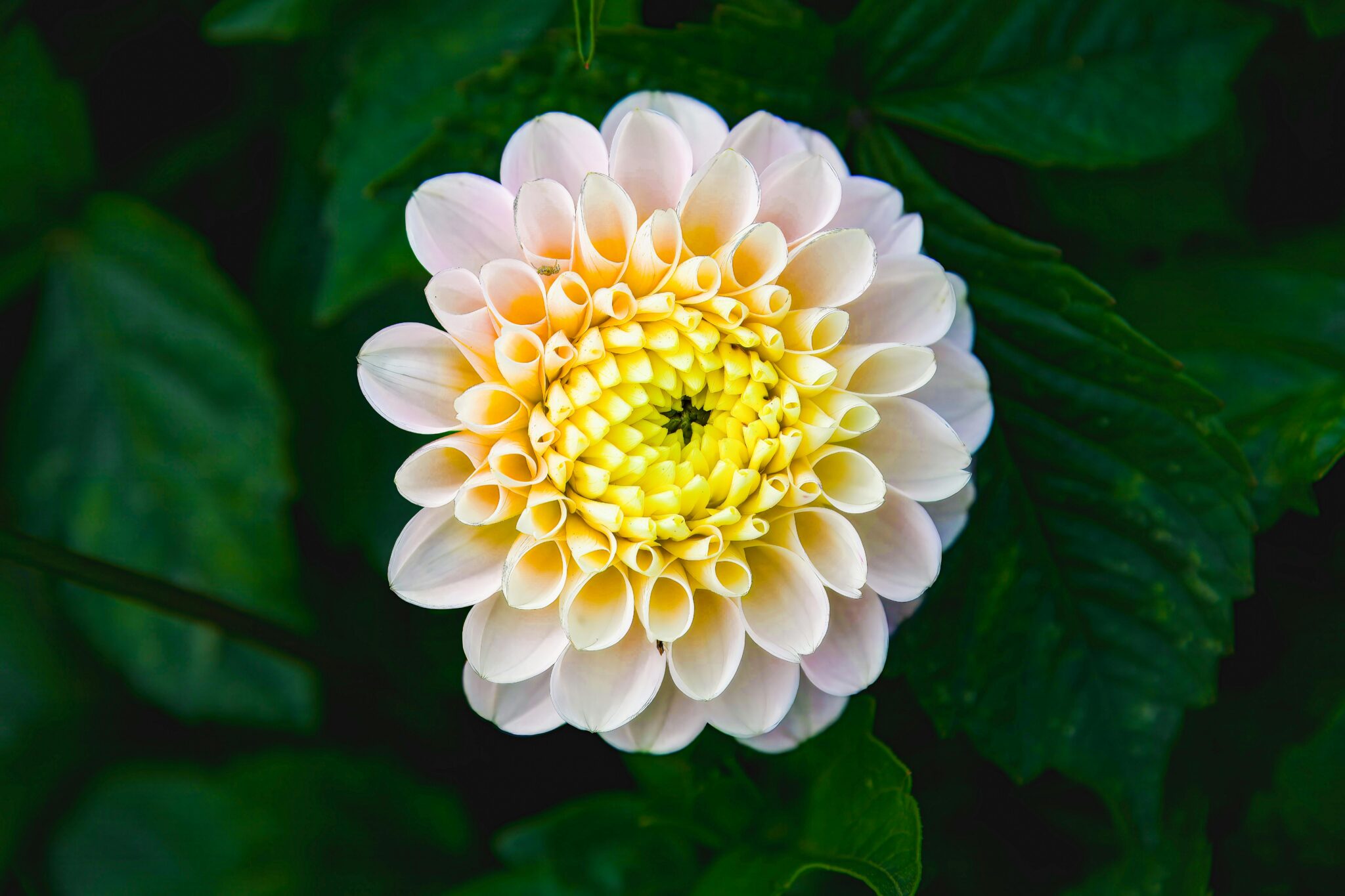 Vibrant close-up of a blooming white and yellow dahlia, capturing intricate petal details against lush green foliage.